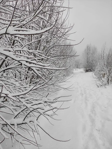 Aralıkta beyaz çalılar ve ağaçlarla kaplı kış manzaralı yol