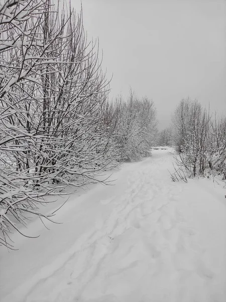 Aralıkta beyaz çalılar ve ağaçlarla kaplı kış manzaralı yol