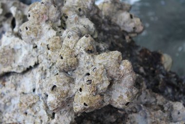 mercan, madde, mineral, amonyum taşı, basılmış, kabuk, antik, makro, yakın çekim