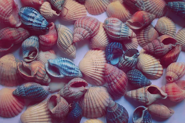 Background Colorful Seashells Frosted Glass — Stock Photo, Image