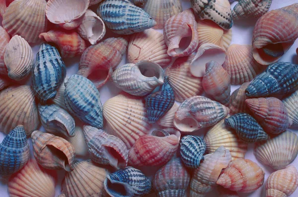 Background Colorful Seashells Frosted Glass — Stock Photo, Image