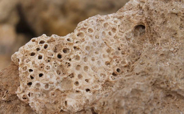 Coral Material Mineral Rocha Fóssil Impressão Fóssil Natural Close — Fotografia de Stock