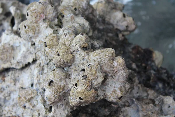 Coral Material Mineral Pedra Amônio Impresso Concha Antigo Macro Close — Fotografia de Stock
