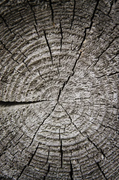 Část Starého Stromu Roční Kruhy Detailní Záběr — Stock fotografie