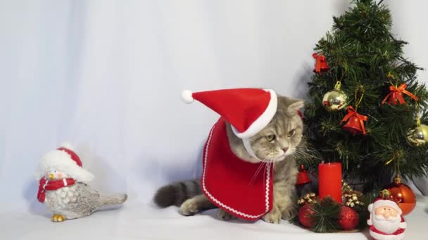 Un simpatico gatto di Natale. Natale e Capodanno concetto di celebrazione — Video Stock