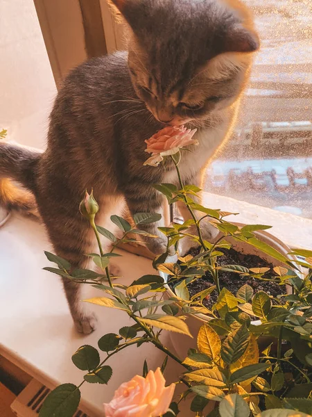 Cute Scottish Cat Beautiful Home Delicate Rose — Stock Photo, Image