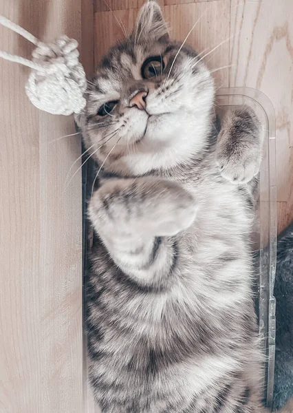 Gato Escocês Bonito Belo Gato Doméstico — Fotografia de Stock