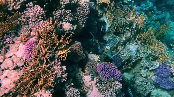 Hermosos arrecifes de coral y peces del Mar Rojo — Vídeos de Stock