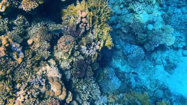 Lindos recifes de coral e peixes do Mar Vermelho — Vídeo de Stock