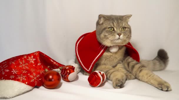 Un lindo gato de Navidad. Concepto de celebración de Navidad y Año Nuevo — Vídeos de Stock