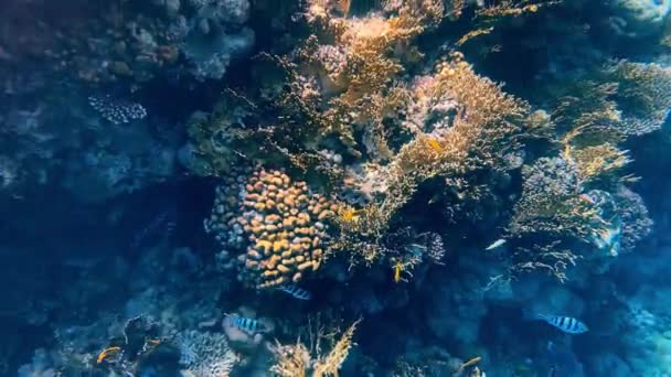 红海美丽的珊瑚礁和鱼类 — 图库视频影像