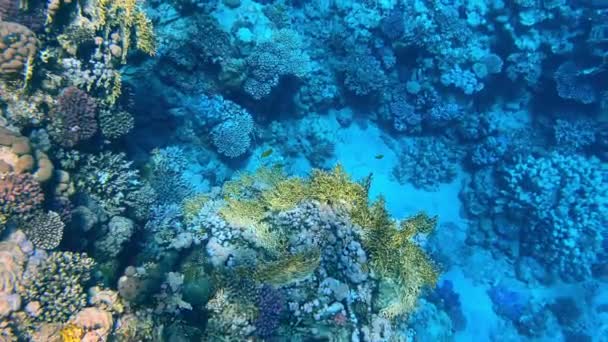 Hermosos arrecifes de coral y peces del Mar Rojo — Vídeos de Stock