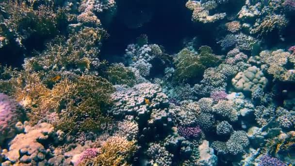 लाल सागर की सुंदर कोरल रीफ और मछली — स्टॉक वीडियो