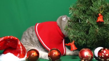 Şirin bir Noel kedisi. Noel ve Yeni Yıl Kutlama Konsepti