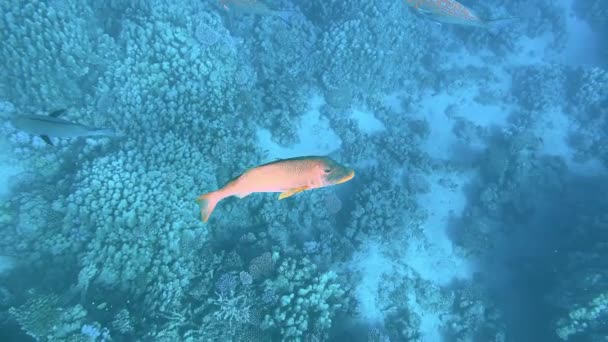 Lindos recifes de coral e peixes do Mar Vermelho — Vídeo de Stock