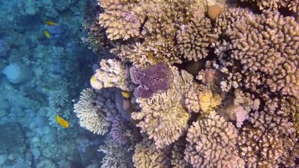 Beaux récifs coralliens et poissons de la mer Rouge — Video