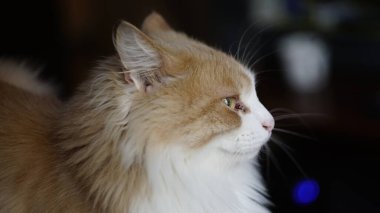 Çiftlikteki ördekler çok güzel.