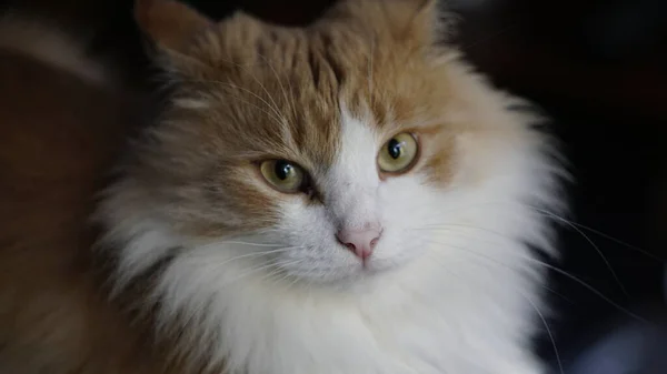 Gato Olhando Muito Bonito — Fotografia de Stock