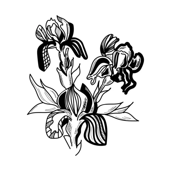 Las Flores Del Iris Dibujan Gráficamente Ilustración Vectorial Para Postal — Vector de stock