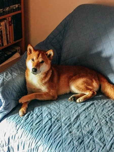 Shiba Inu Köpeği Yaklaş Güzel Köpek — Stok fotoğraf