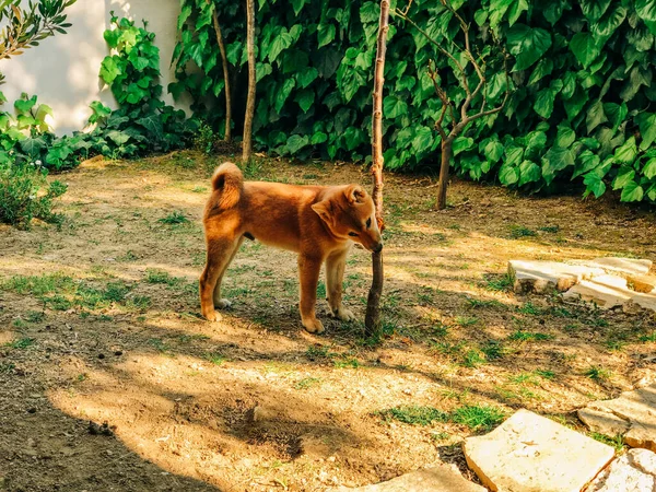 Shiba Inu Hund Aus Nächster Nähe Schöner Welpe — Stockfoto