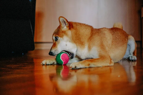 Shiba Inu Cão Close Lindo Cachorro — Fotografia de Stock