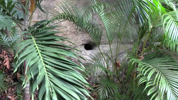 Hole Reptile Burrow Jungle Dug Rock — Stock Video