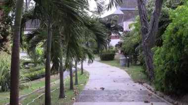 Sokak, Karayipler 'de palmiye ağaçlarıyla kaplı, rüzgar stoklu 4k UHD 50 FPS' lik bir sokak.