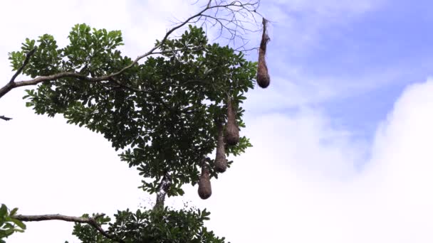 Oriole Pássaros Ninhos Pendurados Uma Árvore Floresta Oropndola Montezuma — Vídeo de Stock