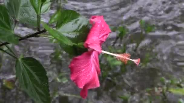 Yağmurun Altında Gölün Kenarında Damlalar Tarafından Sarsılan Güzel Tropikal Pembe — Stok video