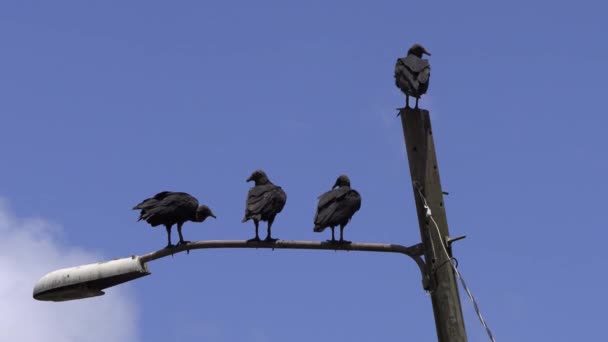 Ομάδα Μαύρος Γυπαετός Σκαρφαλωμένος Φανοστάτη Πτηνό Coragyps Atratus Gallote Gallinazo — Αρχείο Βίντεο