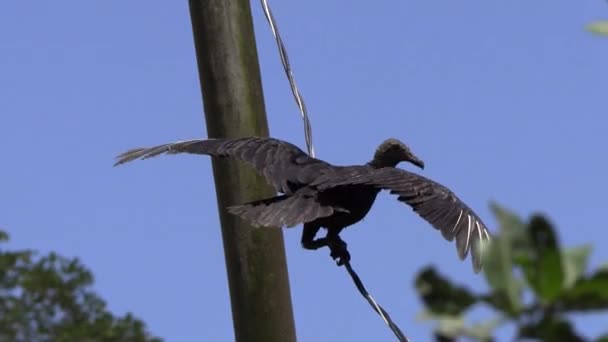 Abutre Preto Balanceamento Aves Fio Elétrico Coragyps Atratus Gallote Gallinazo — Vídeo de Stock