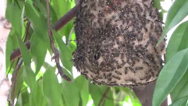 Hive Nest Small Black Yellow Tropical Bees Coming Out — Vídeo de Stock