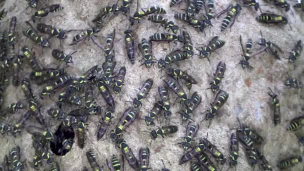 Potter Wasps Siyah Sarı Eumeninae Eumeninos Kovanına Girip Çıkıyor Uhd — Stok video