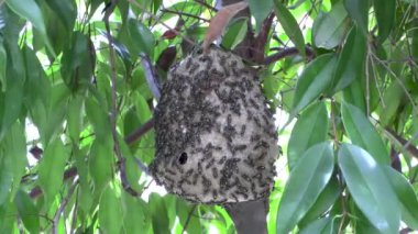Yeşil yapraklı çalılıklarda küçük tropik böcek kovanı.