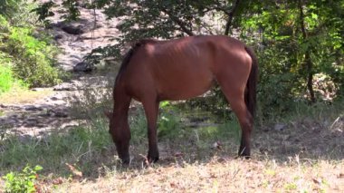 Free roaming brown horse eating grass riverside with green trees