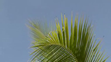 Green coconut palm swaying in the wind with a big blue sky. summer, vacation