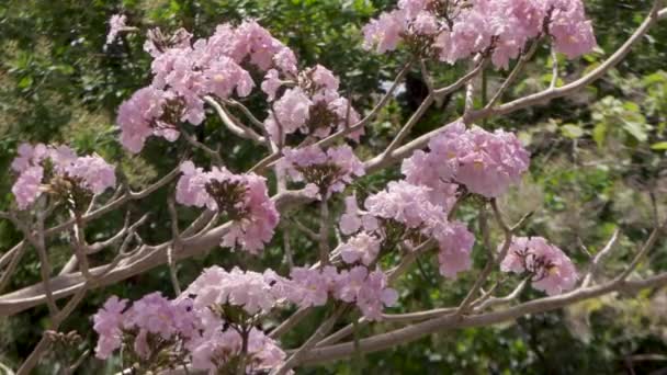 Roze Bloemblaadjes Zwaaiend Wind Een Tabebuia Rosea Tak — Stockvideo