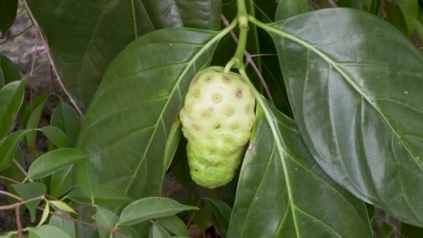 Morinda Citrifolia Noni Fruit Ripe Tree Leaves — Stockvideo