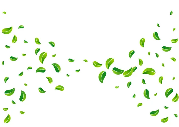 Green Leaves Blur Vector White Hintergrundzweig Sinkende Grüne Olive Laub — Stockvektor