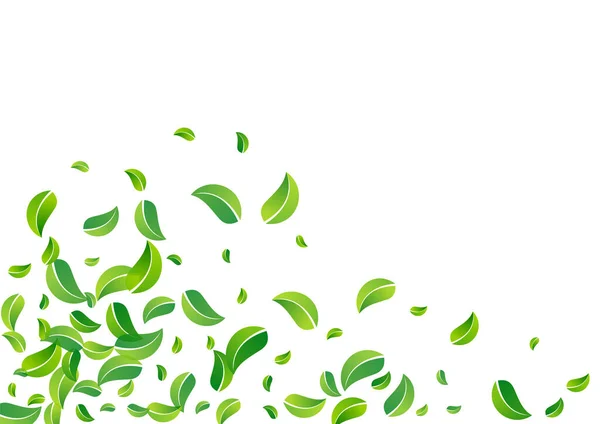 Olive Leaf Motion Vector Weißer Hintergrund Banner Blur Laubgrenze Mint — Stockfoto