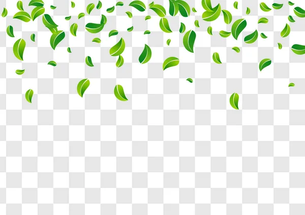 Swamp Leaves Motion Vector Transparent Hintergrundbanner Transparente Blattgrenze Kalkblättertee Pflanze — Stockfoto