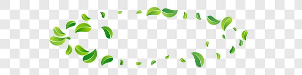 Minze Laub Transparent Vector Panoramic Transparent Hintergrundzweig Organic Leaf Konzept — Stockfoto