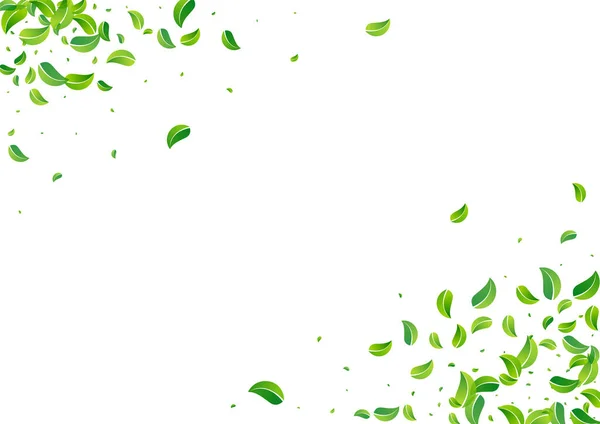 Lime Leaf Ρεαλιστική Διάνυσμα Λευκό Αφίσα Φόντο Διαφανές Αφήνει Πρότυπο — Φωτογραφία Αρχείου