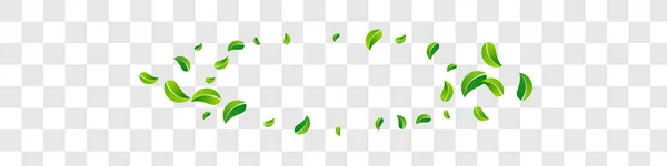 Minzblätter Spring Vector Panoramic Transparent Hintergrundzweig Motion Leaf Broschüre Olivengrüntee — Stockfoto