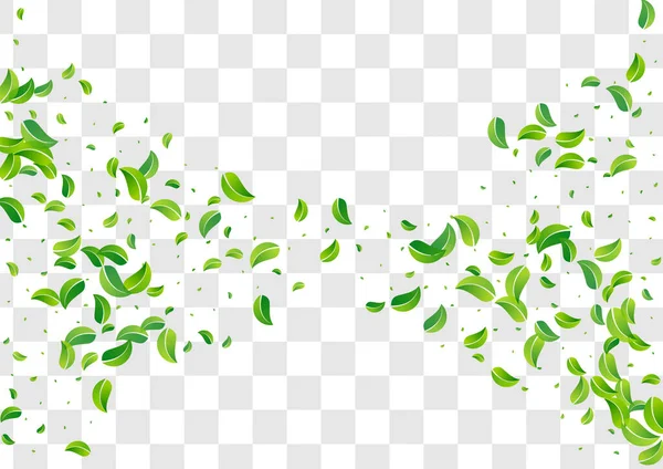 Lime Leaves Forest Vector Transparenter Hintergrundzweig Kräutergrüne Grenze Grassy Leaf — Stockfoto