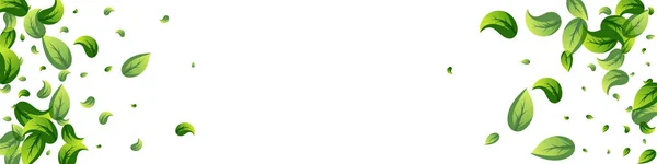 Мятные Листья Травяной Вектор Панорамный Белый Фон Завод Экологичный Дизайн — стоковое фото