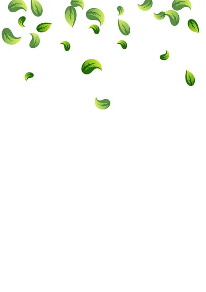 Mint Leaves Transparent Vector White Background Design Swirl Foliage Banner — стоковий вектор