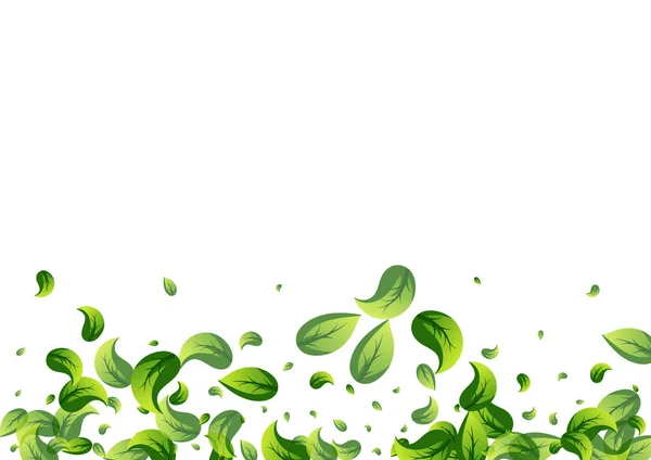 Lime Φύλλο Τσάι Διάνυσμα Λευκό Φόντο Σχεδιασμός Φυτό Λαχανικών Οικολογικό — Διανυσματικό Αρχείο