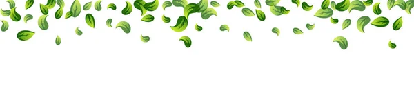 草の葉フライベクトルパノラマホワイトの背景パターン 動きの葉のバナー 緑のハーブのパンフレット Realistic Plant — ストックベクタ
